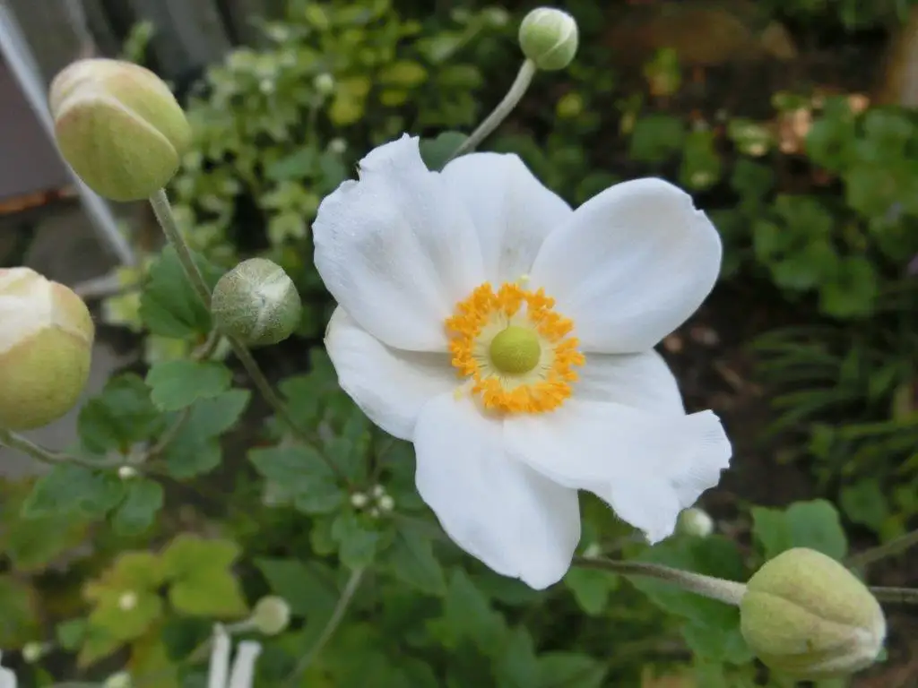 秋の茶花｜庭に咲いた秋明菊 | 心のかたち